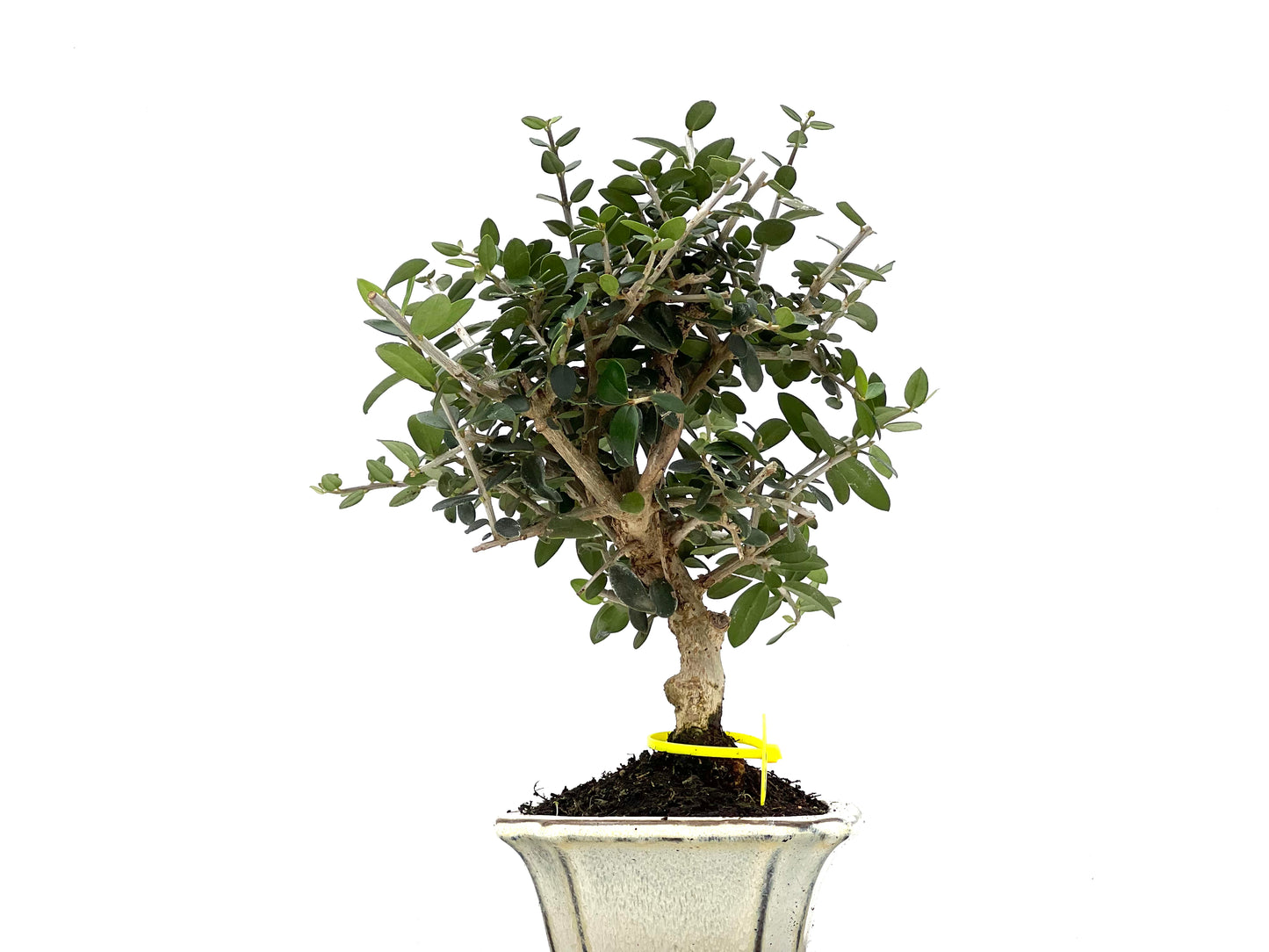 Olea Europaea Sylvestris 0088