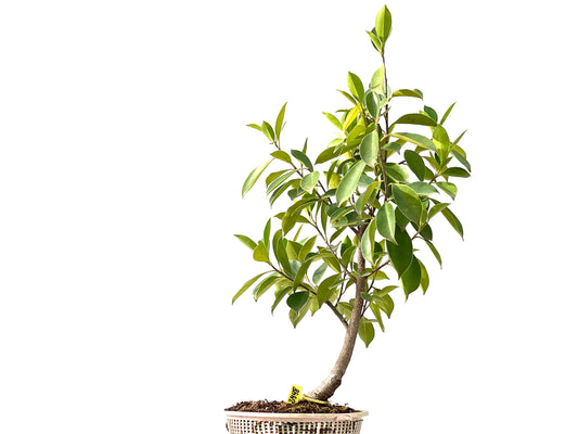 Ficus Retusa 2448