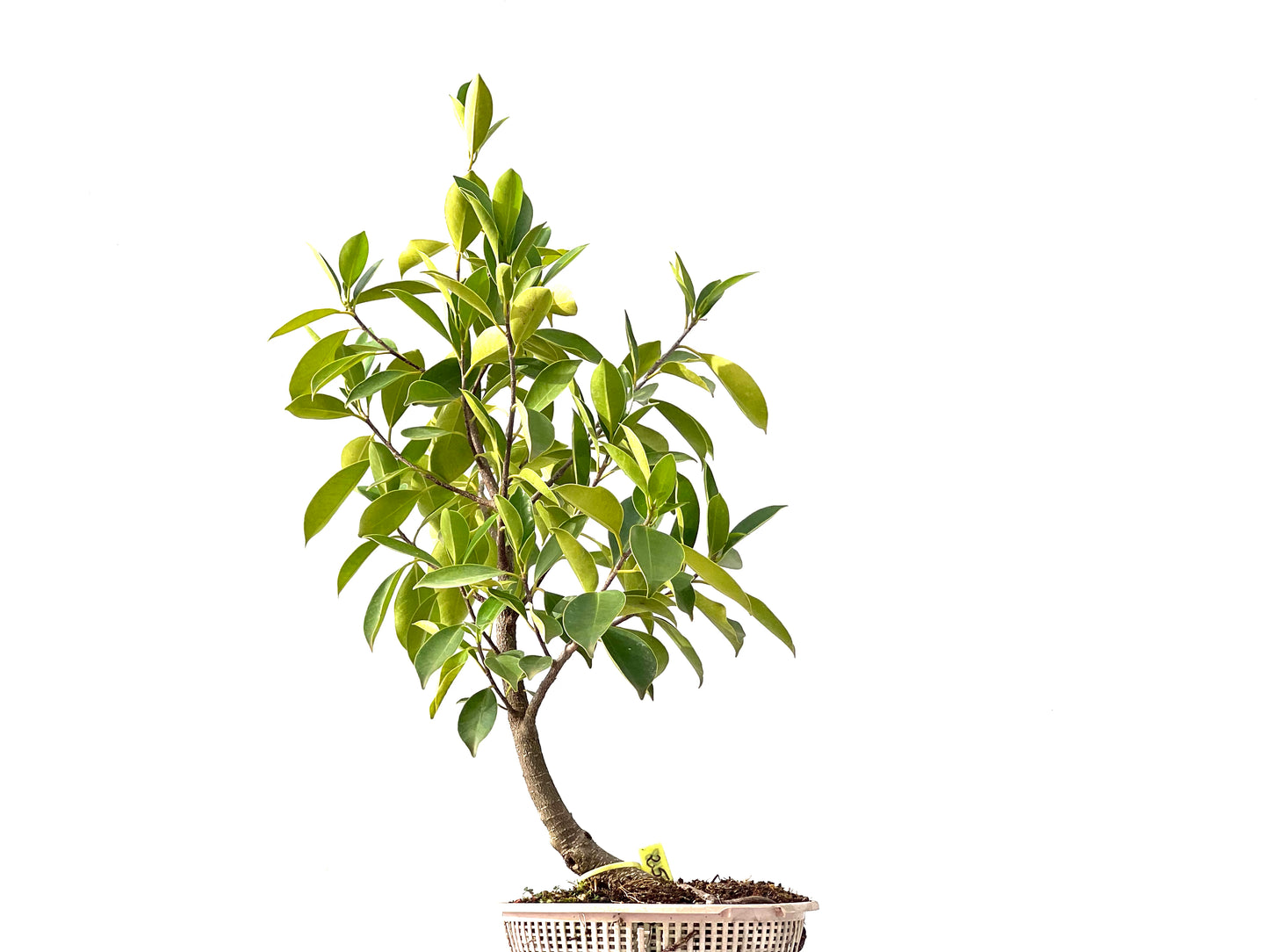 Ficus Retusa 2448