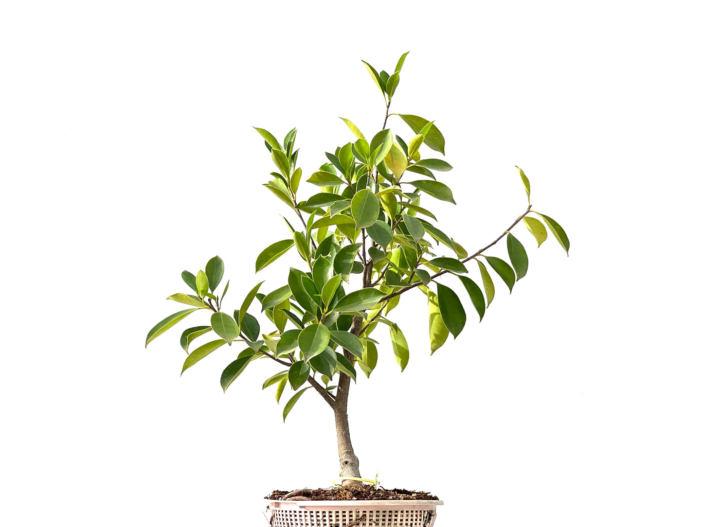 Ficus Retusa 2448