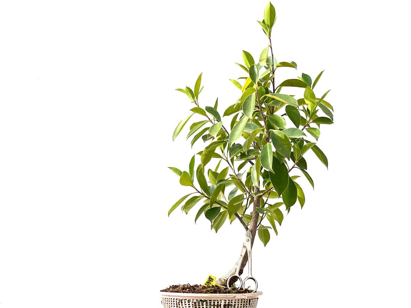Ficus Retusa 2448