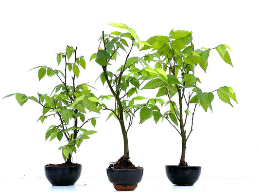 Zelkova Serrata 8 cm (aleatorio)