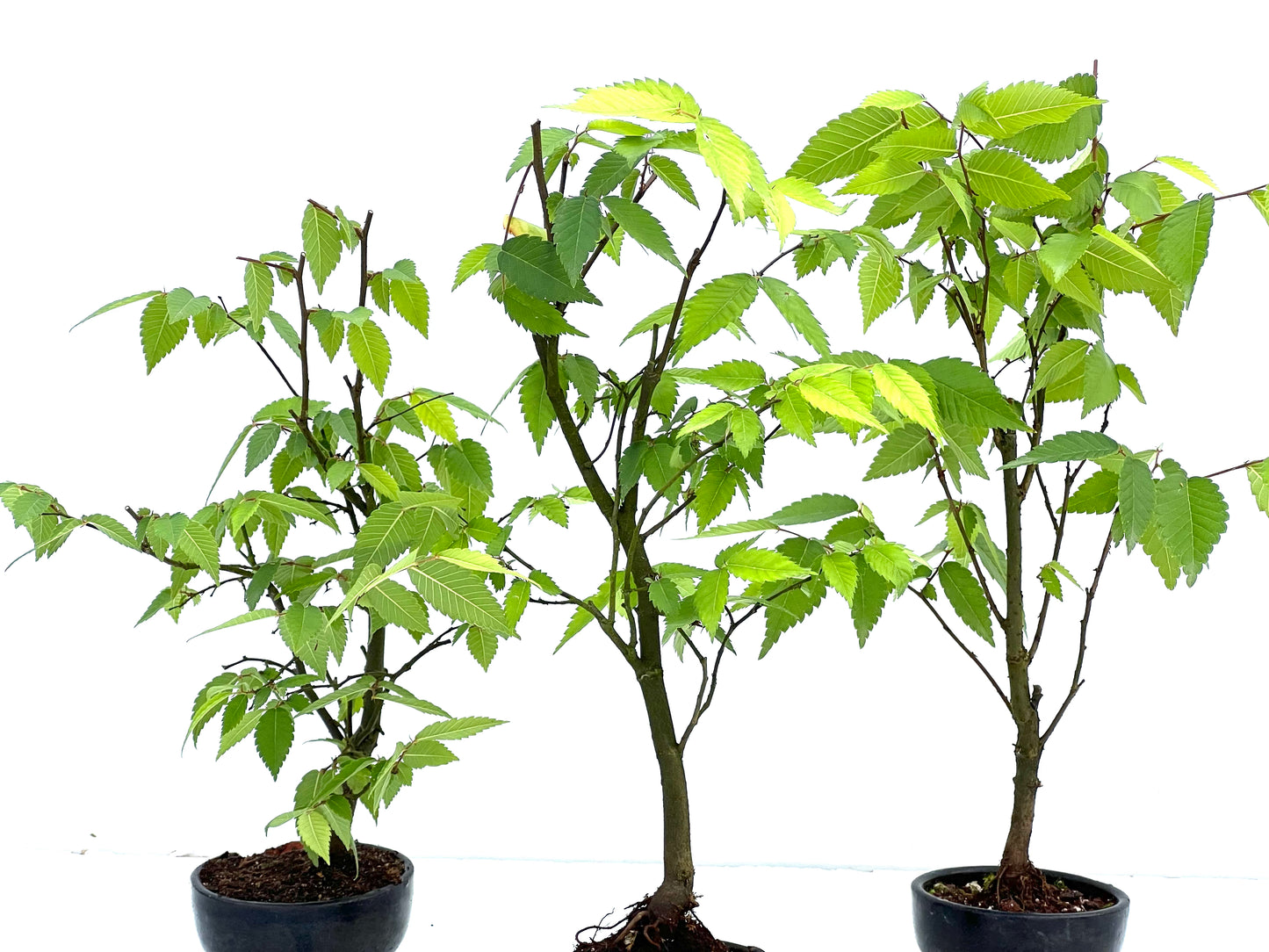 Zelkova Serrata 8 cm (aleatorio)