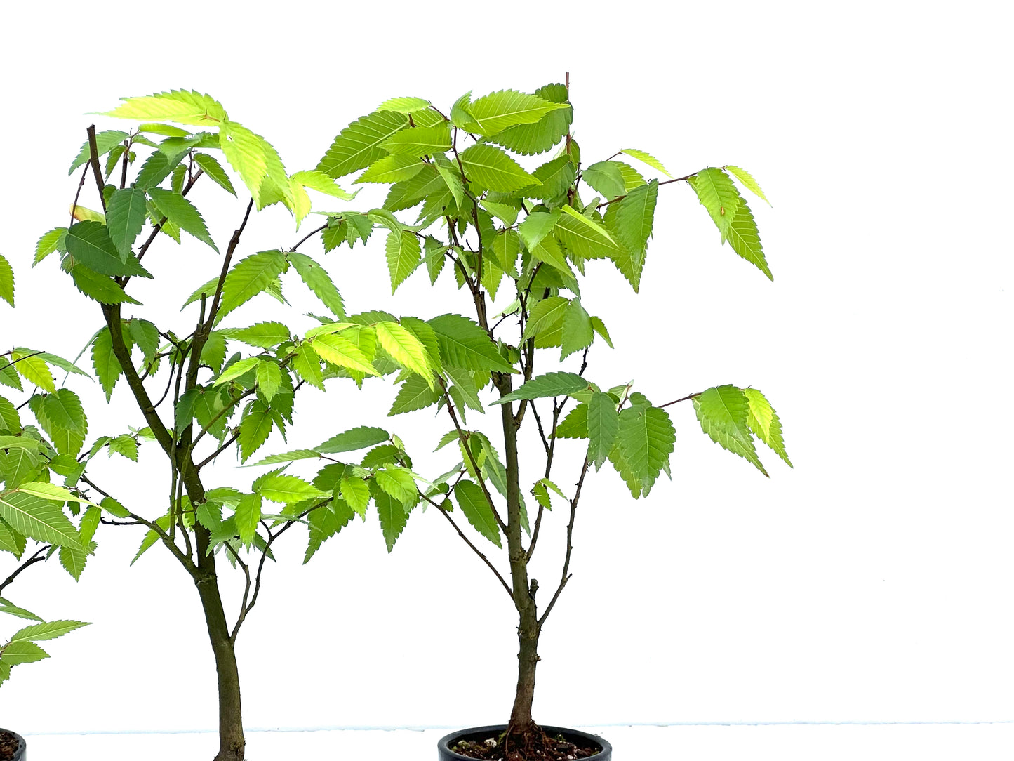 Zelkova Serrata 8 cm (aleatorio)