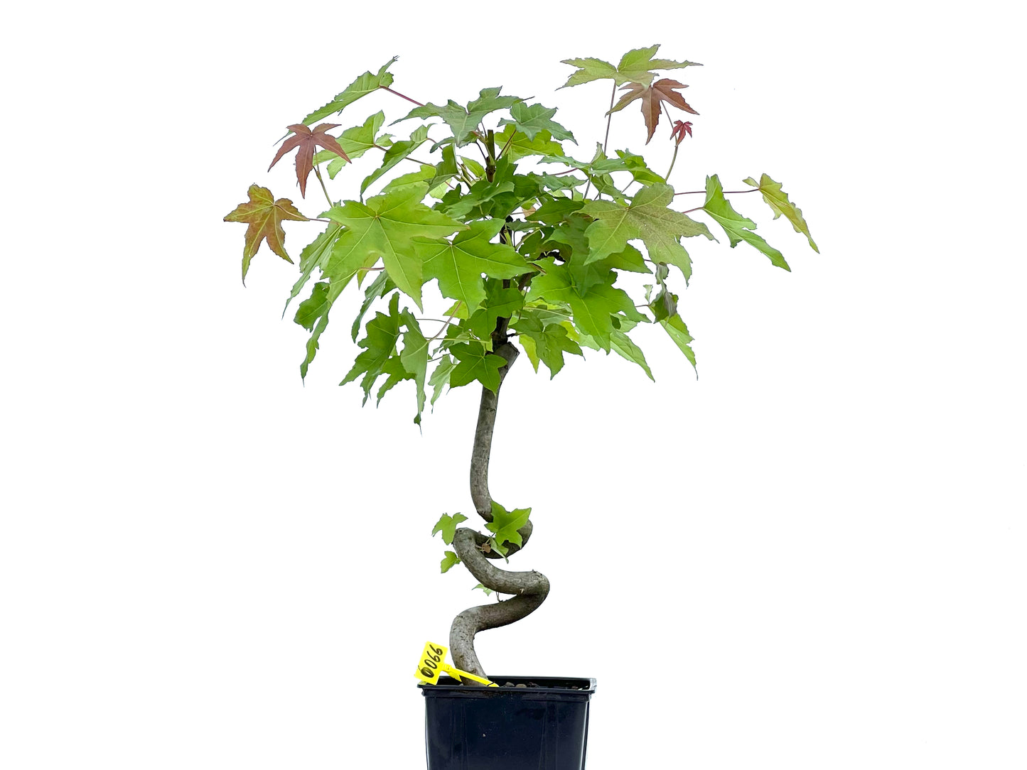 Liquidambar 0066
