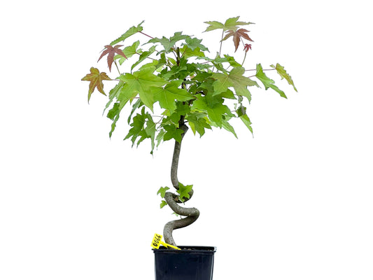 Liquidambar 0066