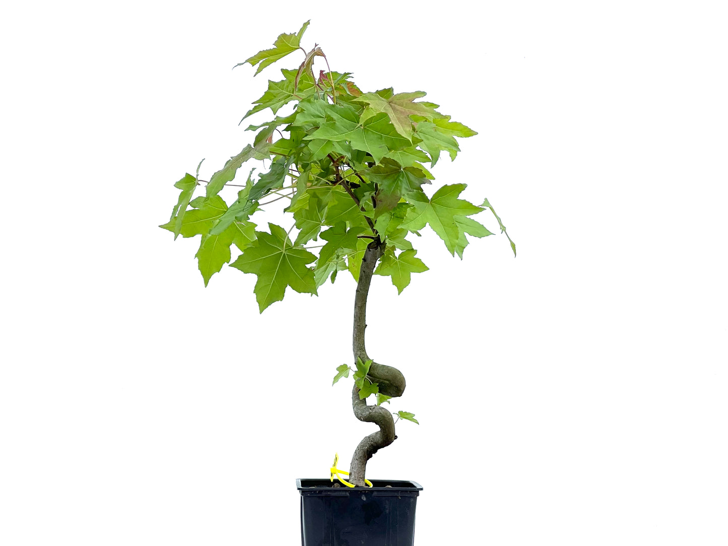 Liquidambar 0066