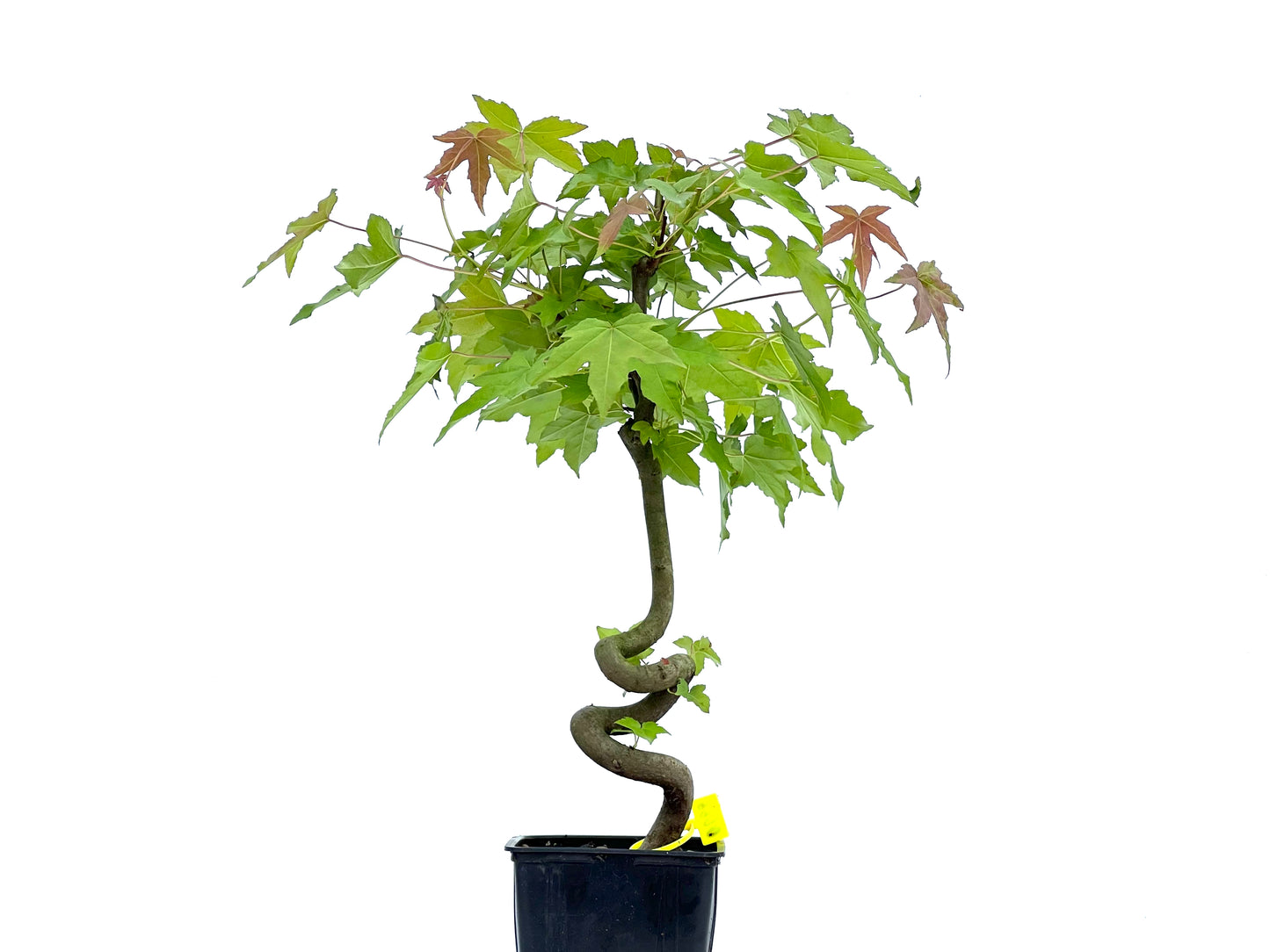 Liquidambar 0066
