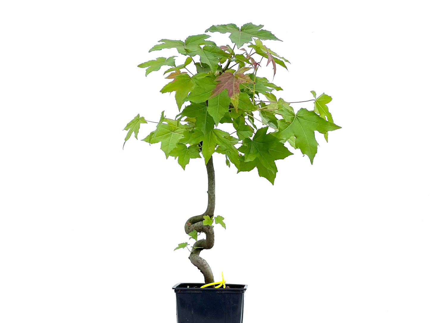 Liquidambar 0066