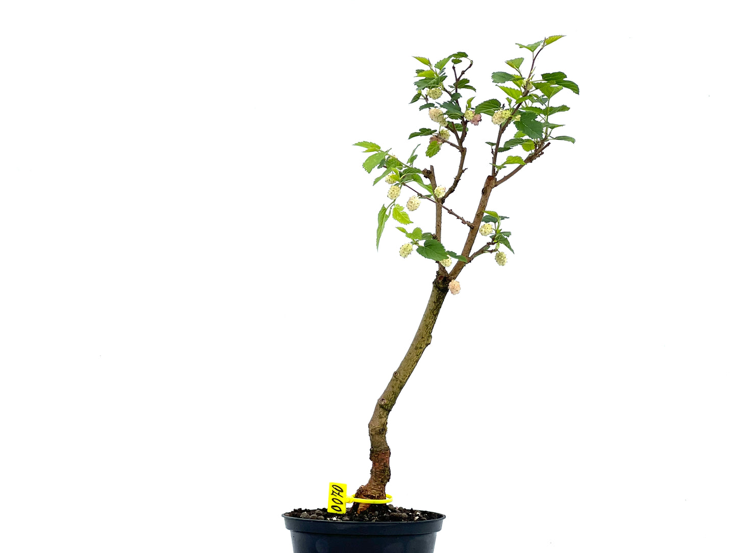 Morus Alba 0070