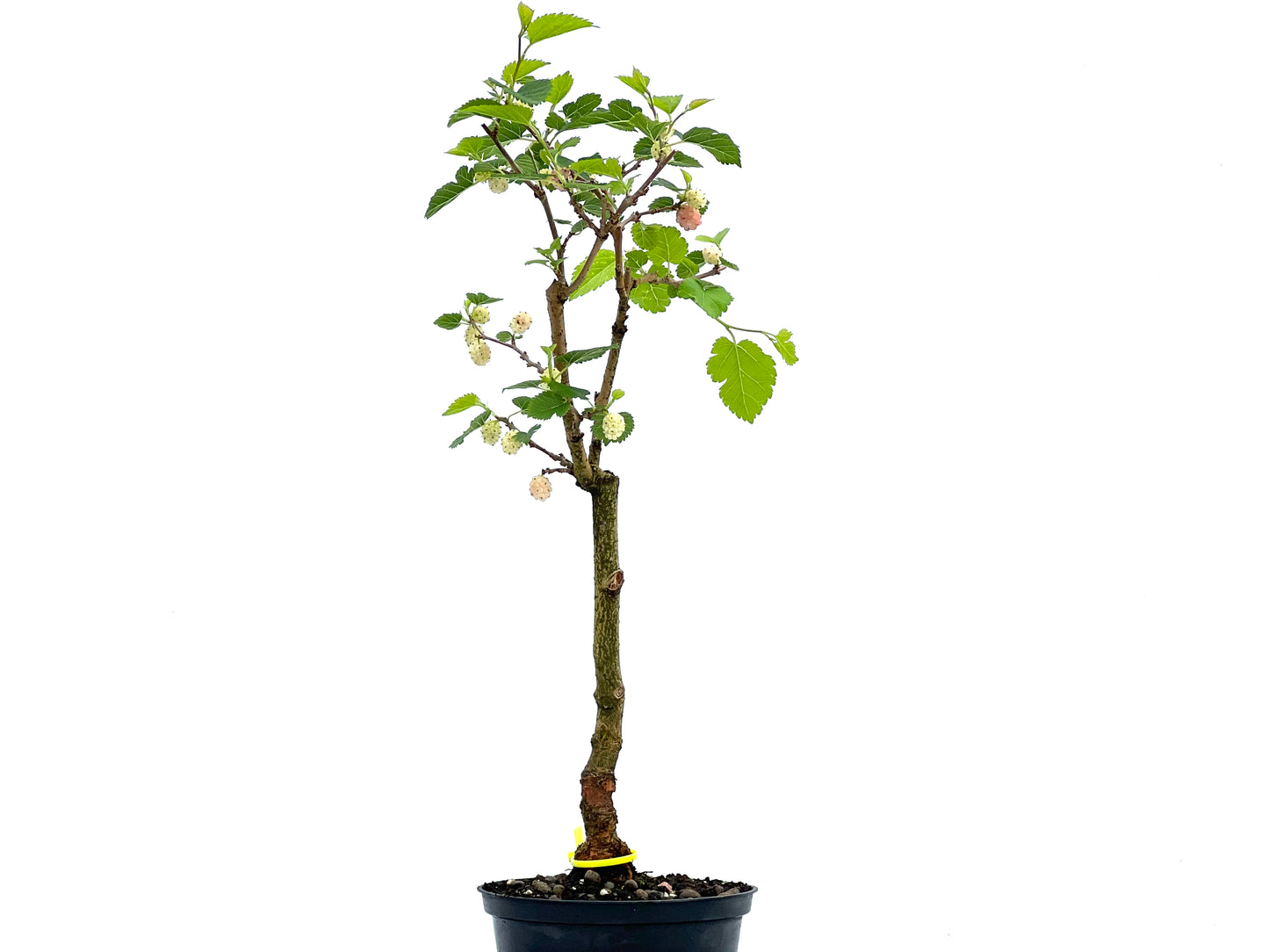 Morus Alba 0070