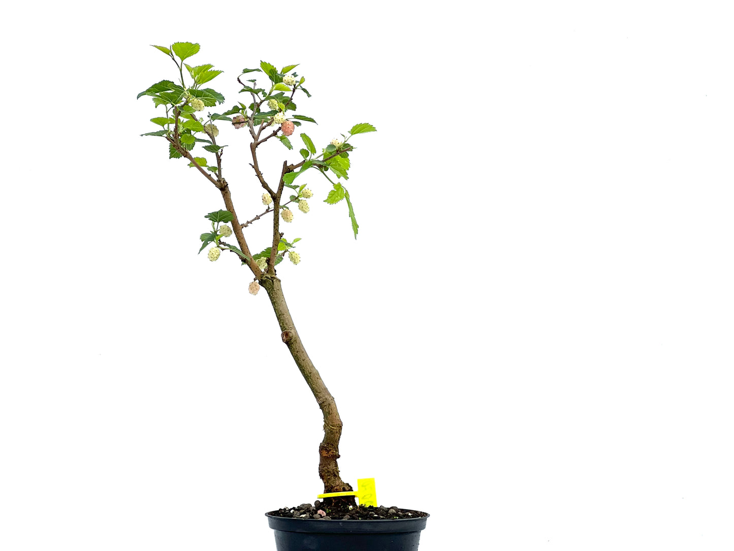 Morus Alba 0070