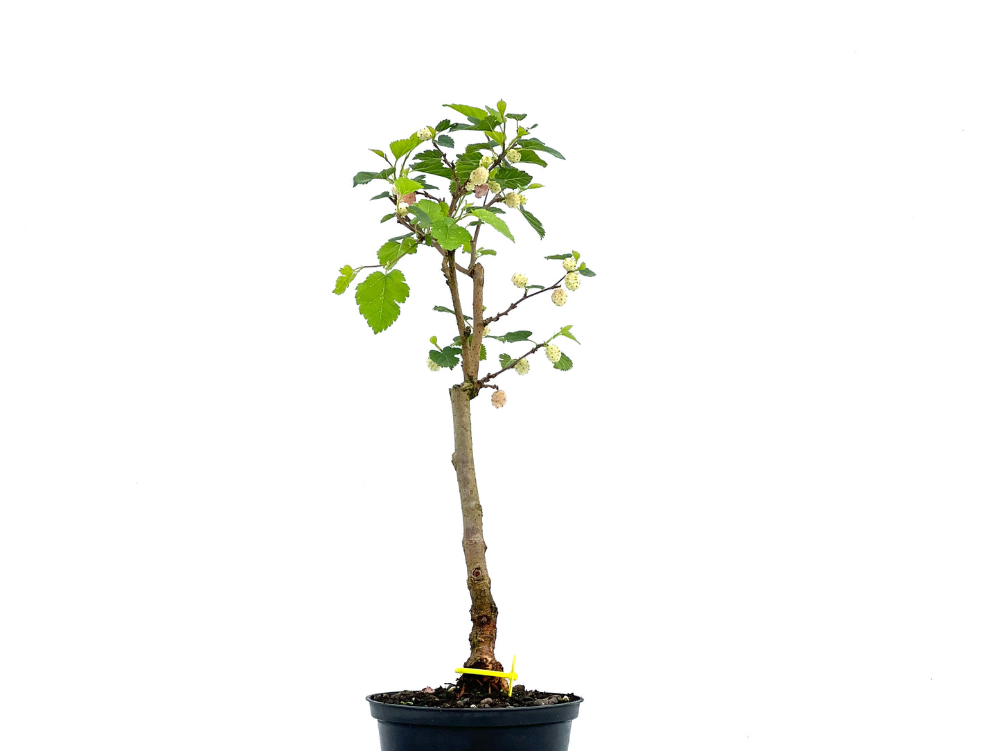 Morus Alba 0070