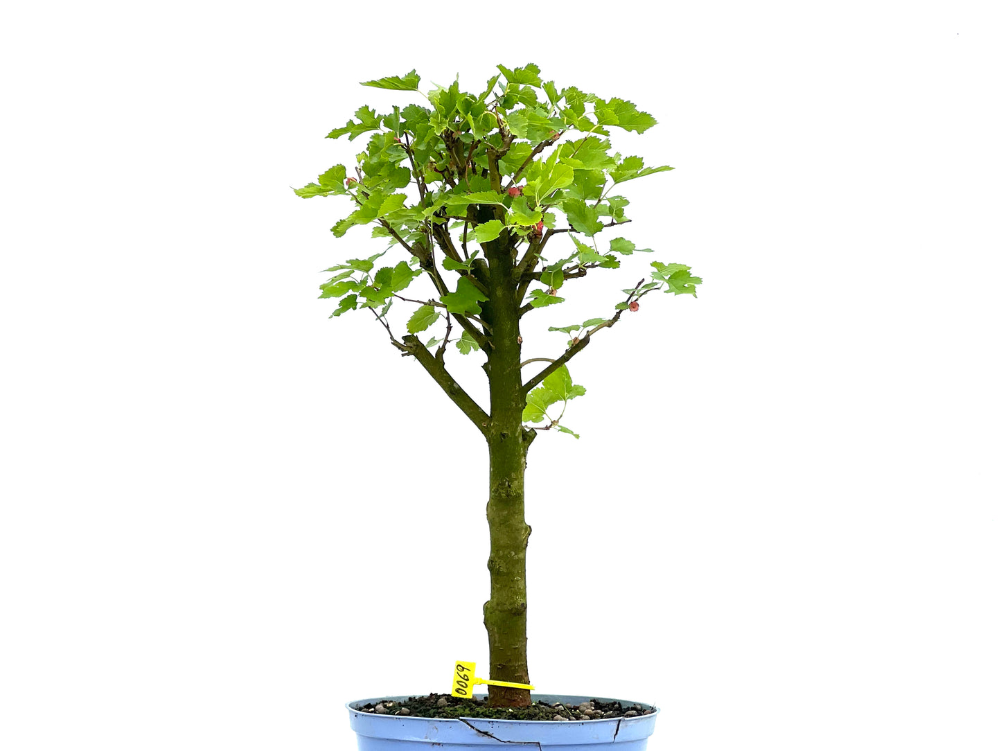 Morus Alba 0069