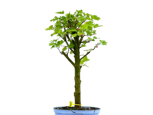 Morus Alba 0069
