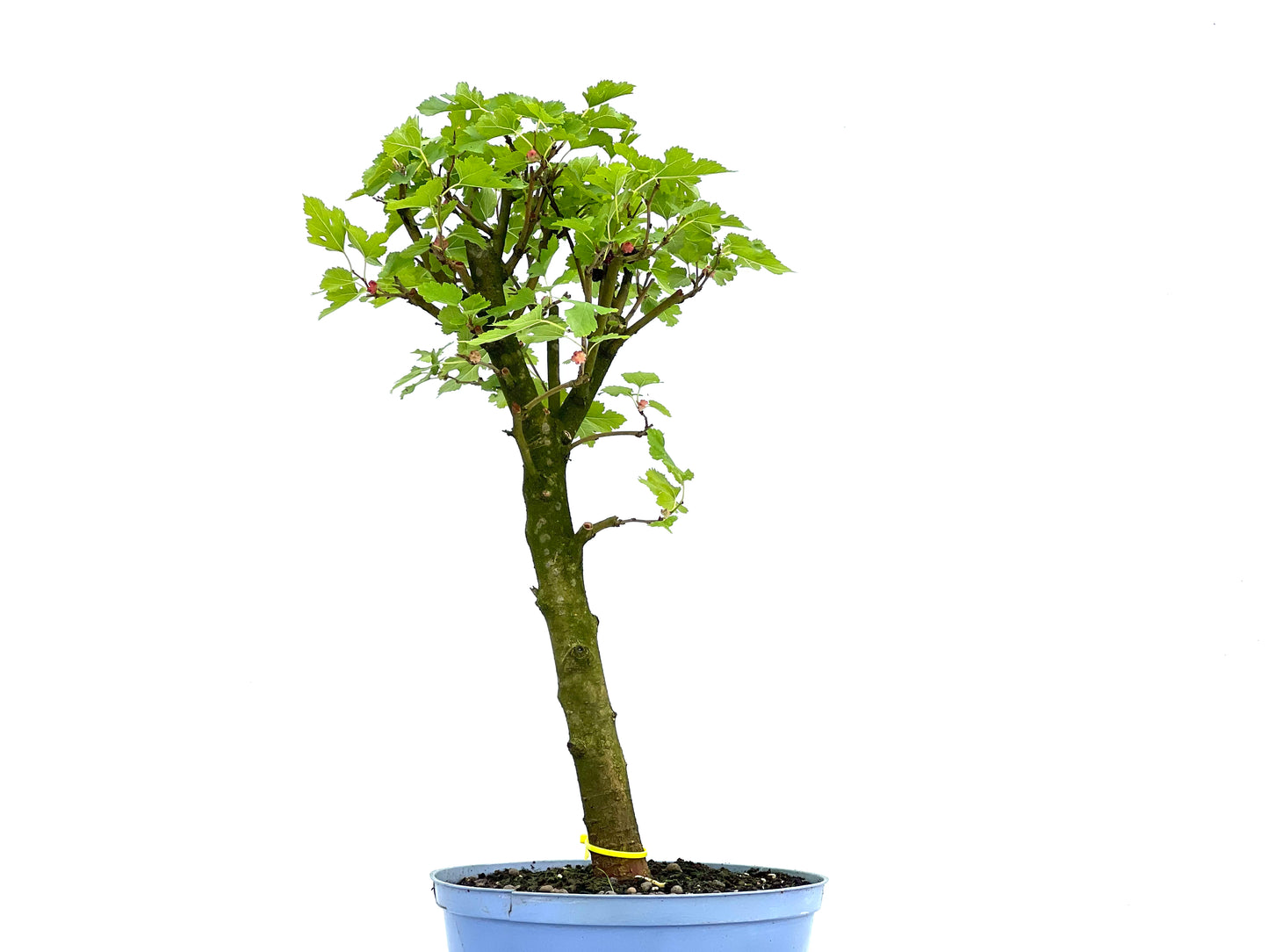 Morus Alba 0069