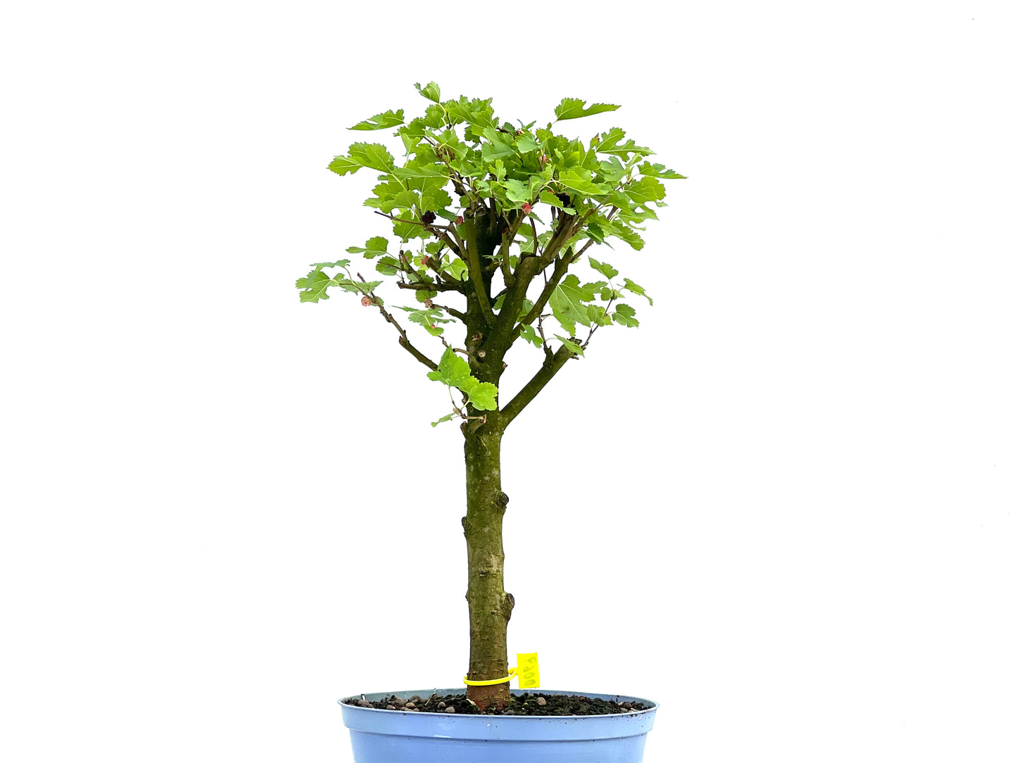 Morus Alba 0069