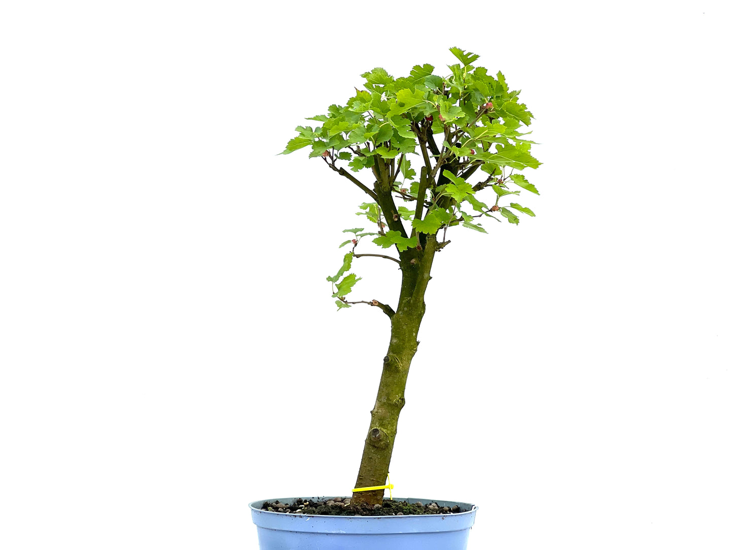 Morus Alba 0069