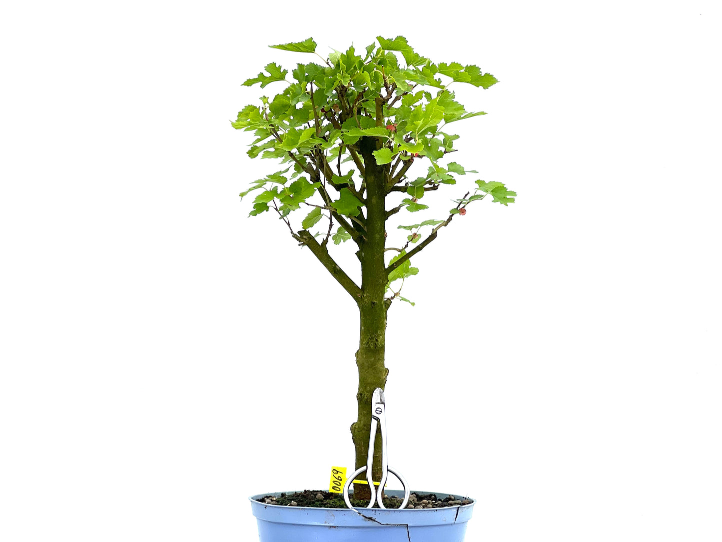 Morus Alba 0069