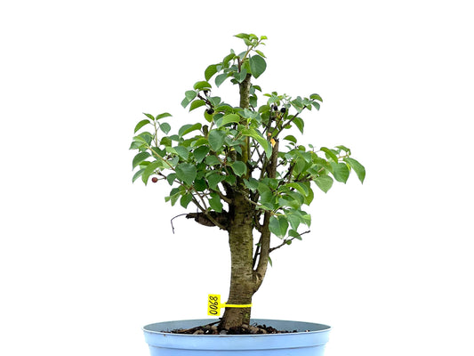 Prunus Mahaleb 0068