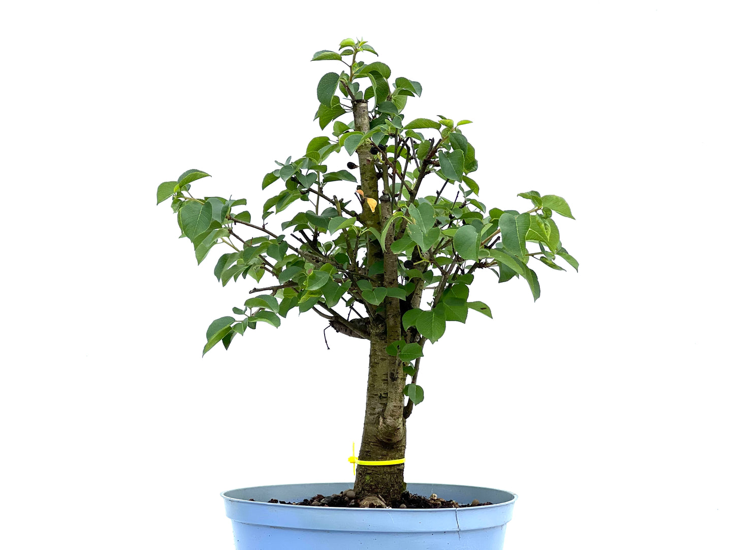 Prunus Mahaleb 0068