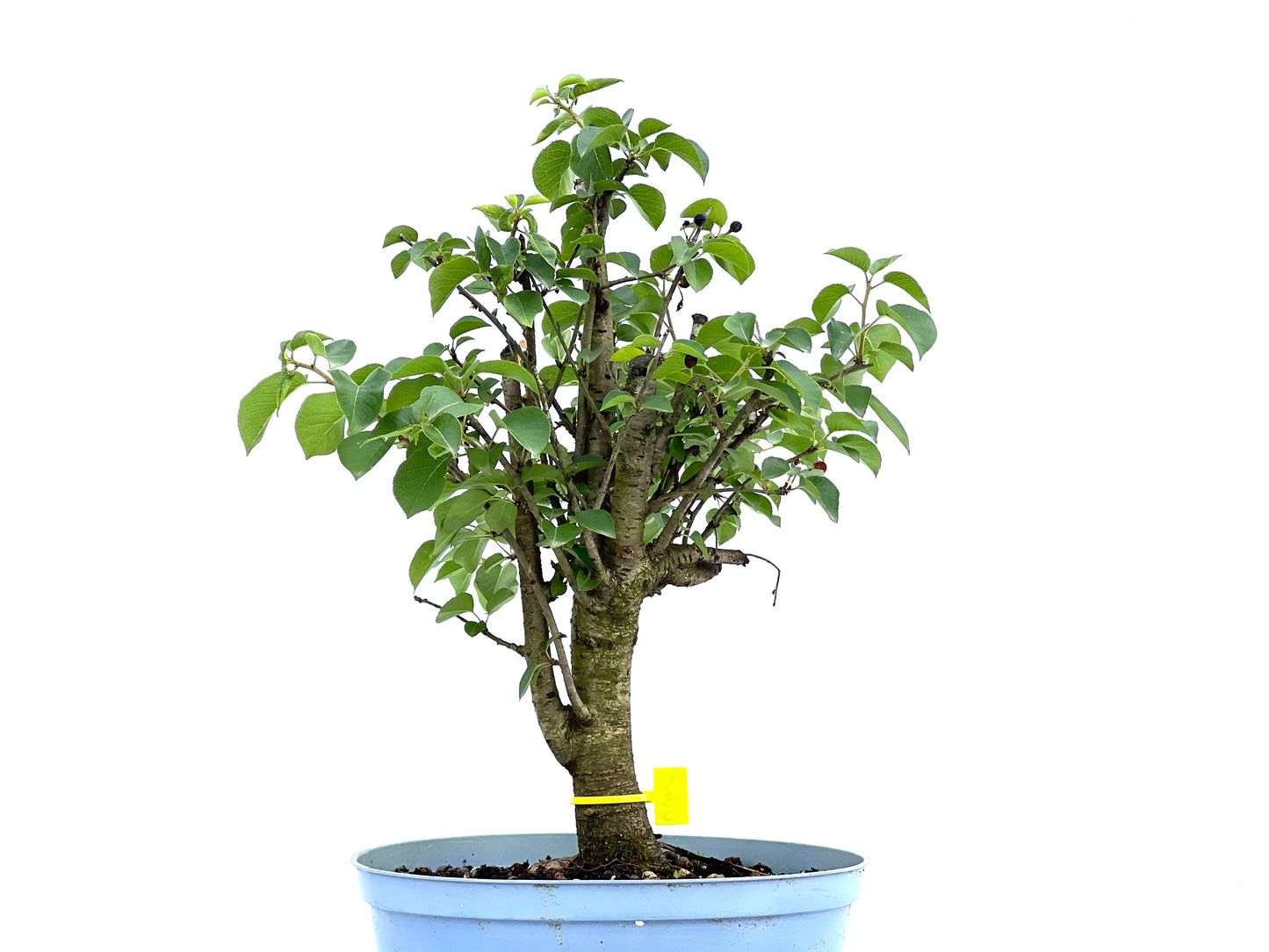Prunus Mahaleb 0068