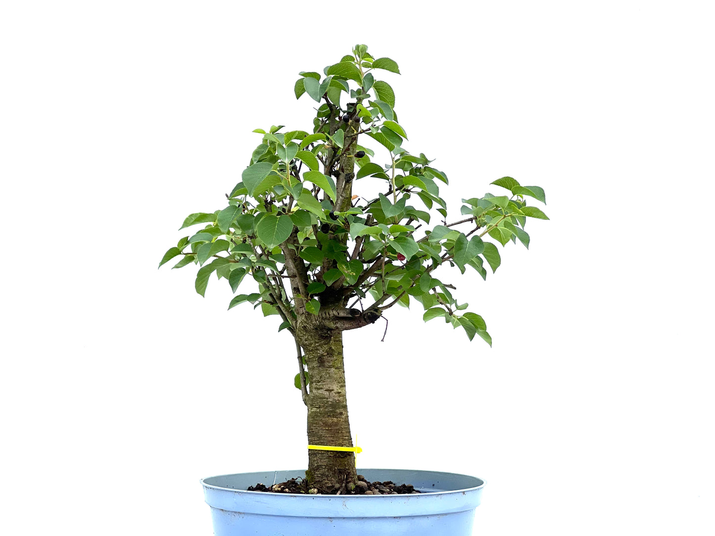 Prunus Mahaleb 0068