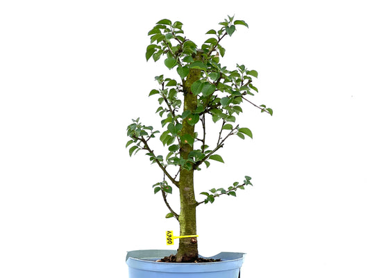 Prunus Mahaleb 0064