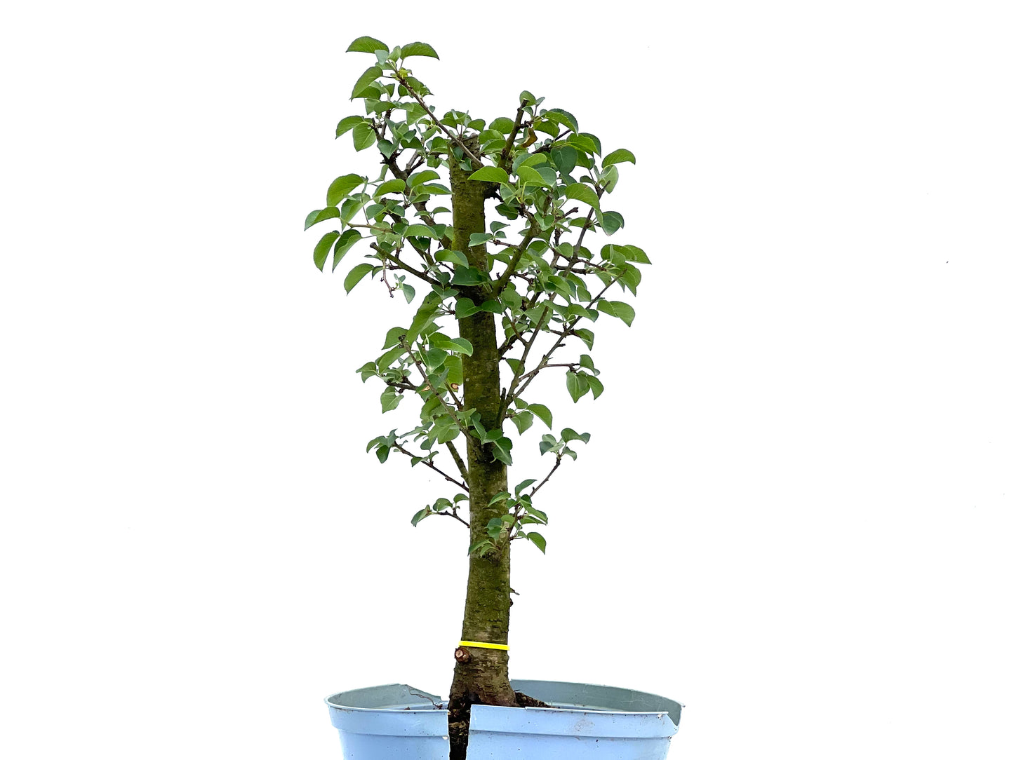 Prunus Mahaleb 0064