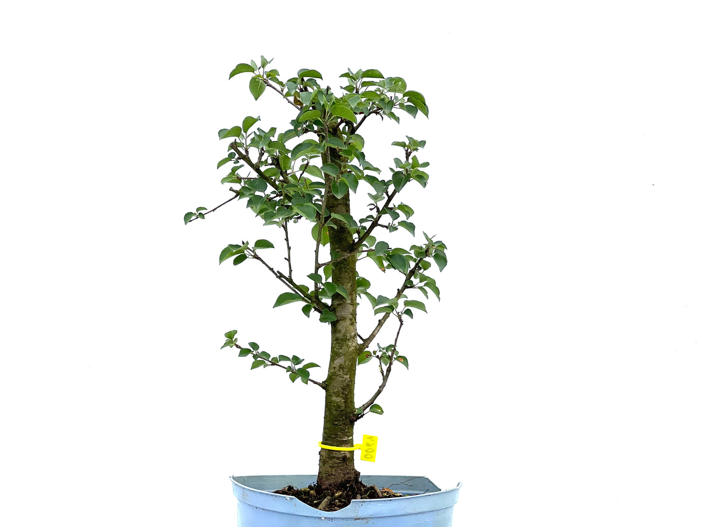 Prunus Mahaleb 0064