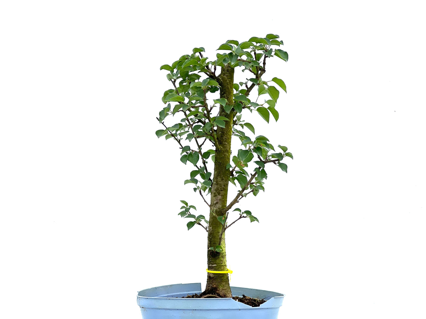 Prunus Mahaleb 0064