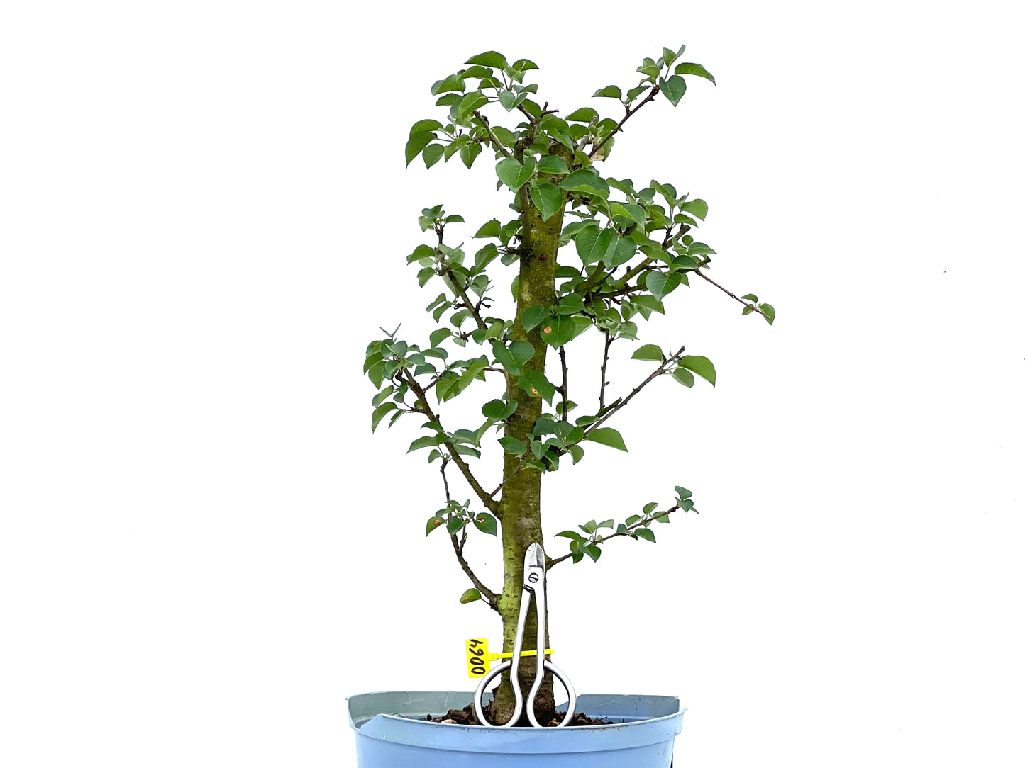 Prunus Mahaleb 0064