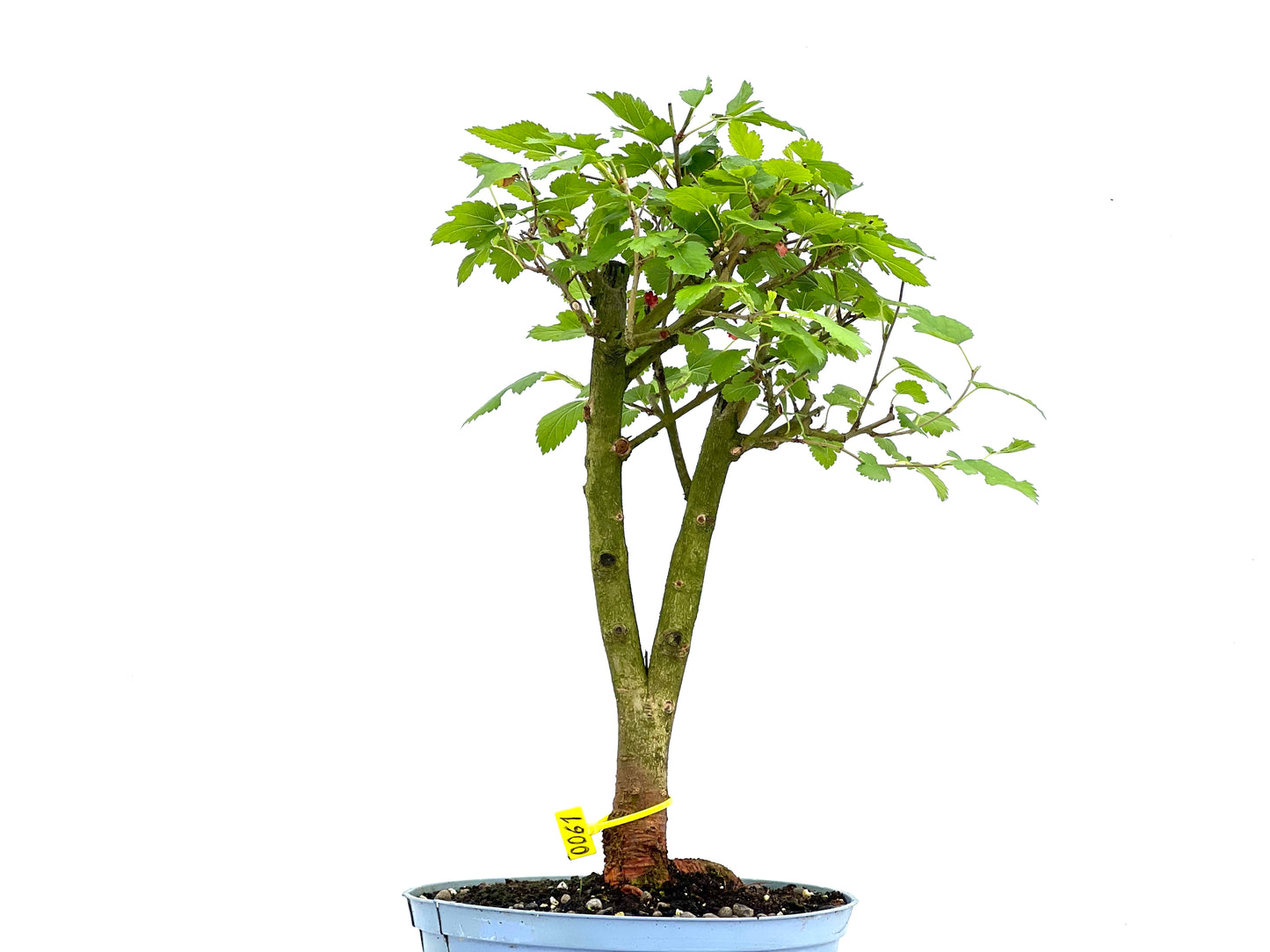 Morus Alba 0061