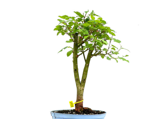 Morus Alba 0061