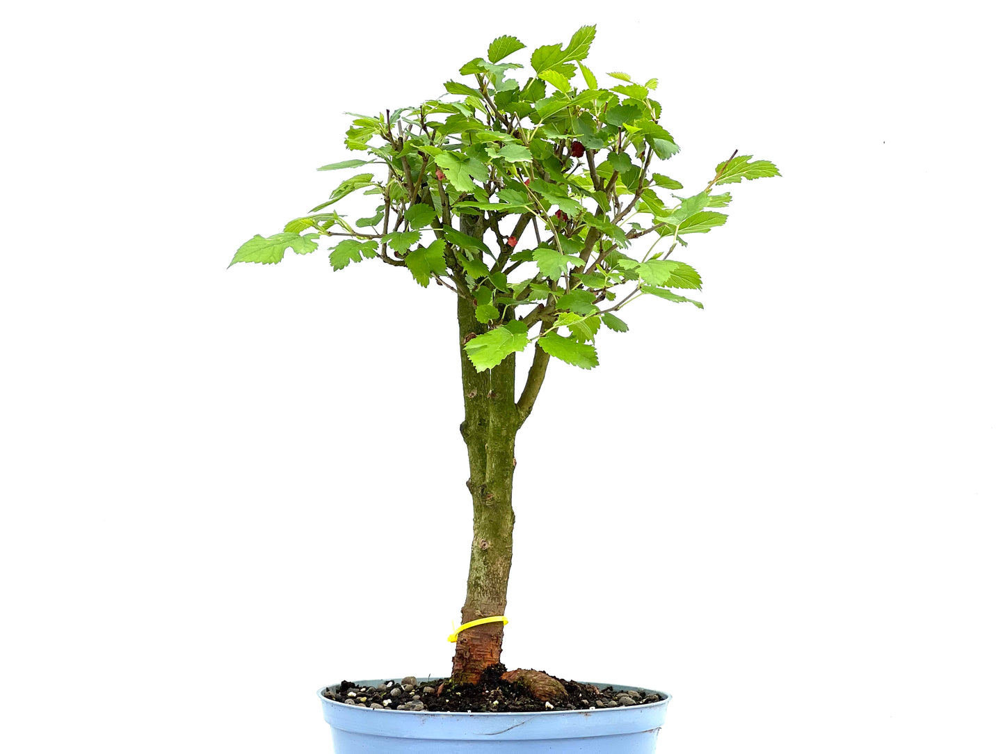 Morus Alba 0061