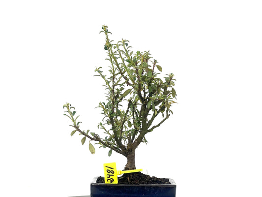 Cotoneaster Microphylla 2481
