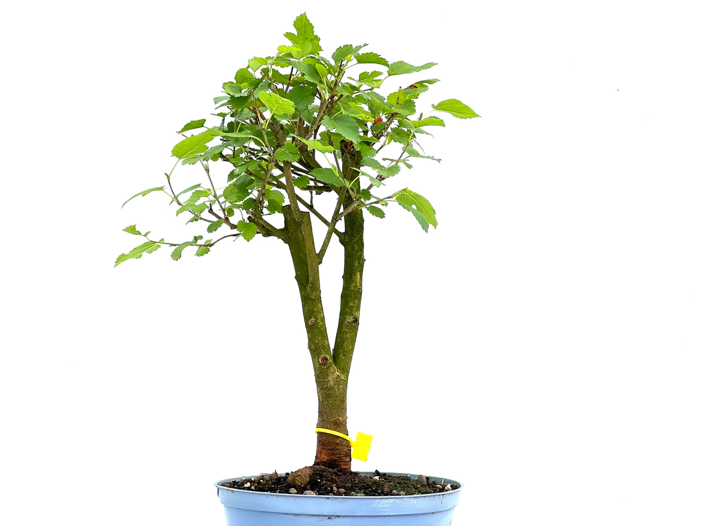 Morus Alba 0061