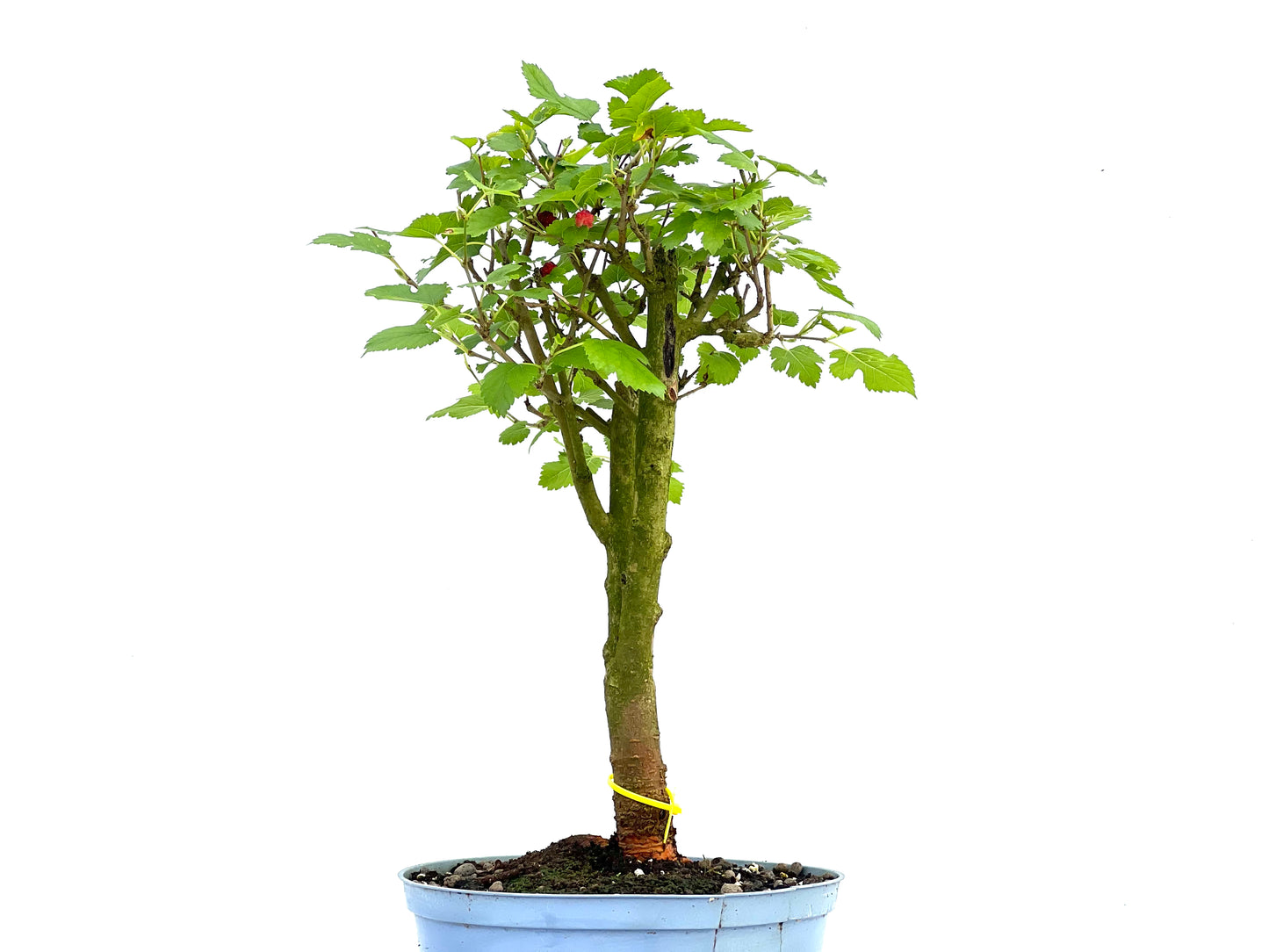 Morus Alba 0061