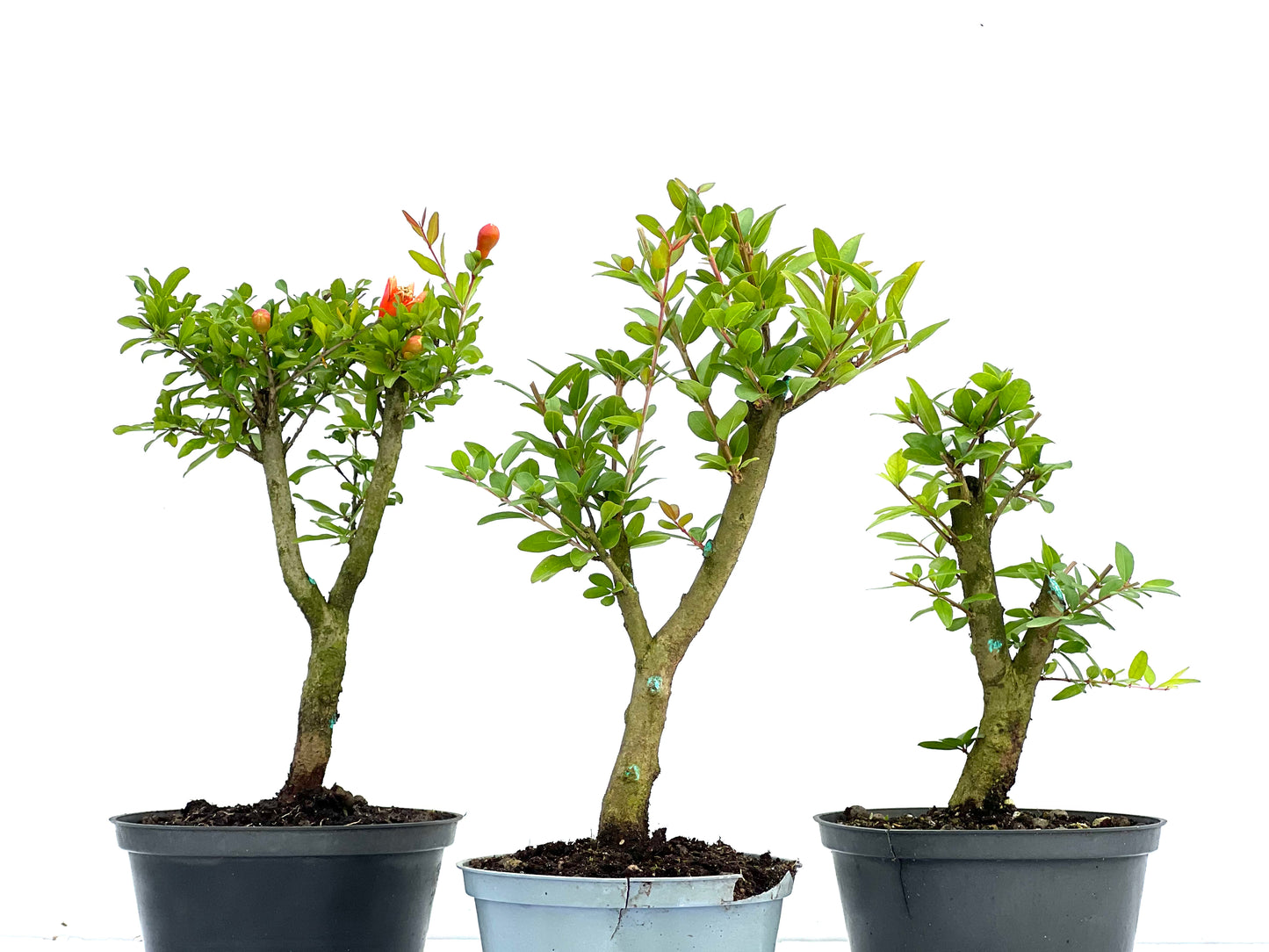 Punica Granatum Nana 15 cm (aleatorio)