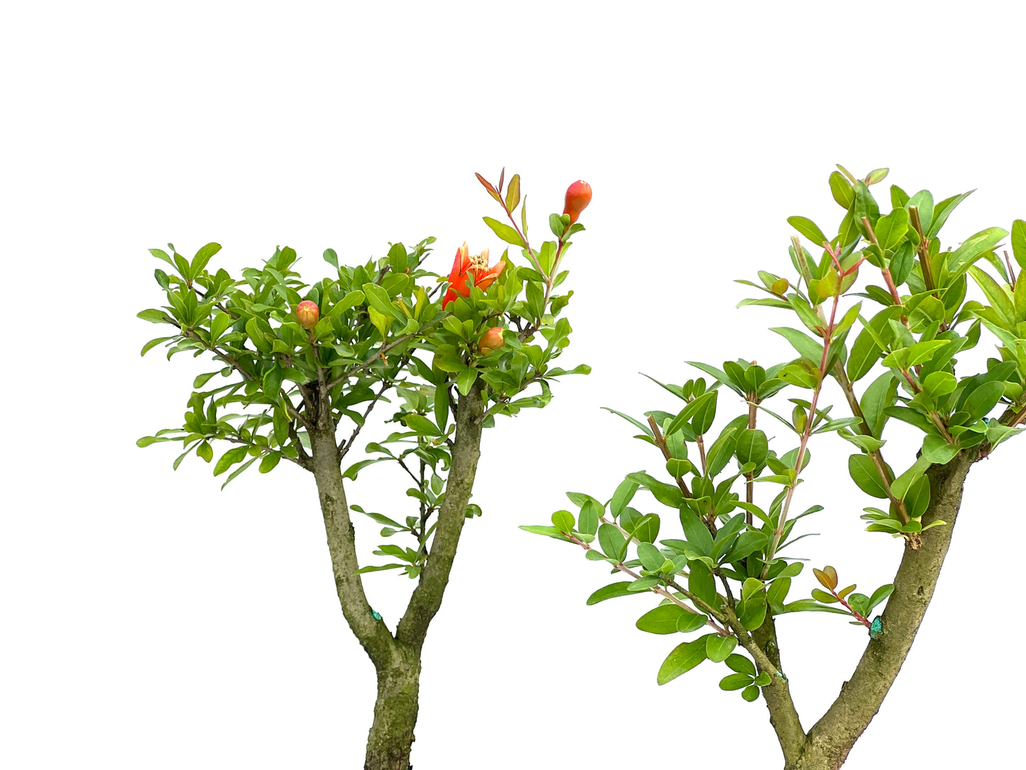 Punica Granatum Nana 15 cm (aleatorio)