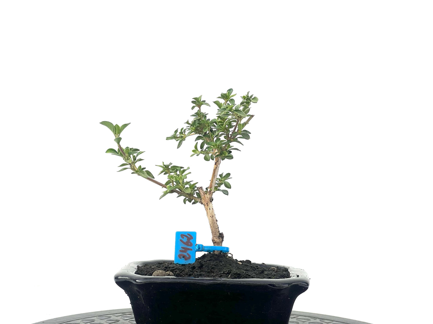 Serissa Japonica Variegada 2462