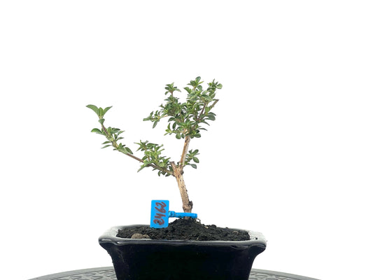 Serissa Japonica Variegada 2462