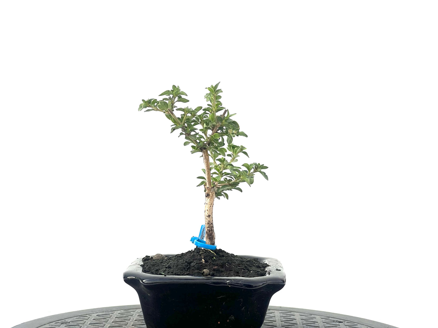 Serissa Japonica Variegada 2462