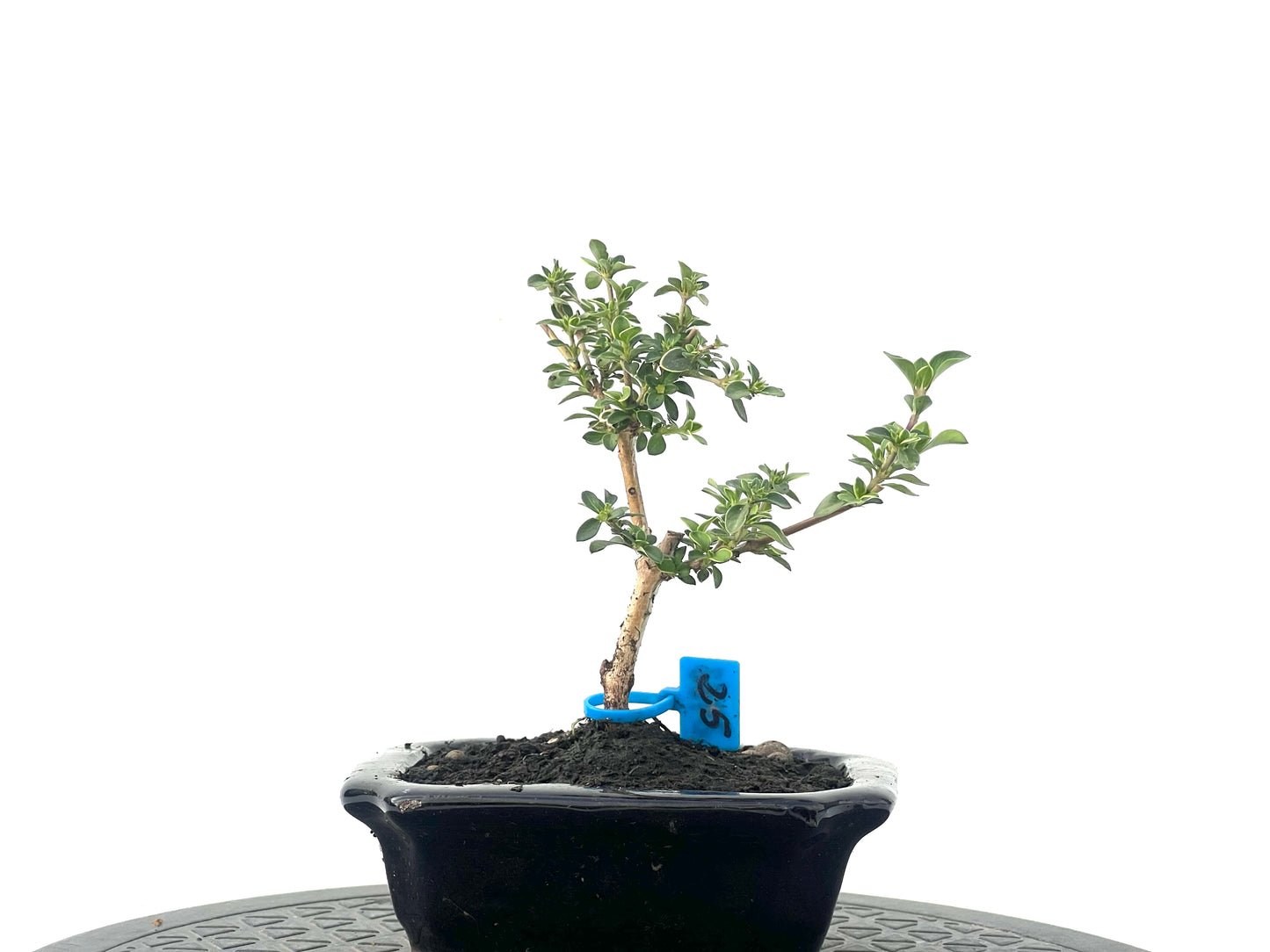 Serissa Japonica Variegada 2462