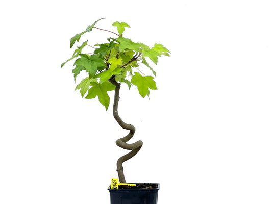 Liquidambar 0065