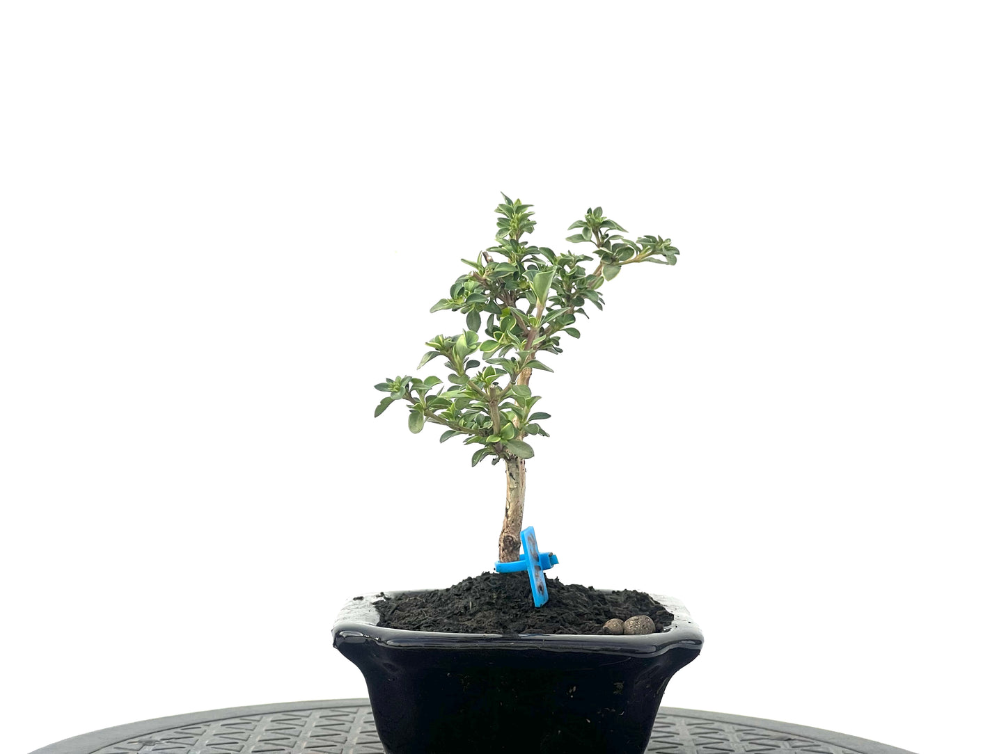 Serissa Japonica Variegada 2462