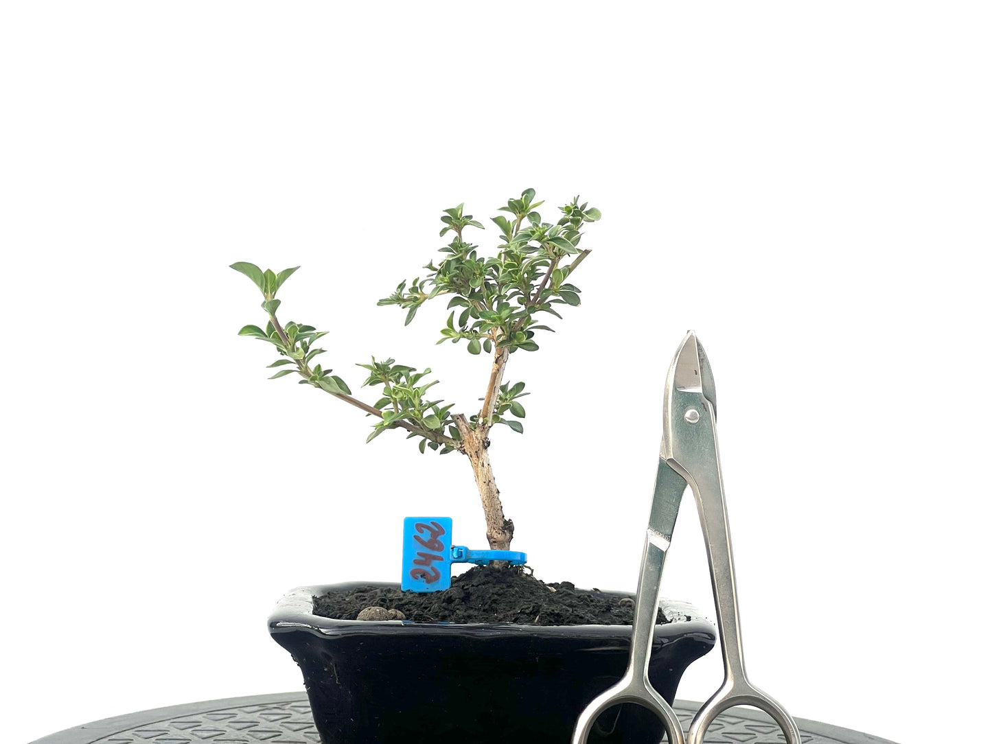 Serissa Japonica Variegada 2462