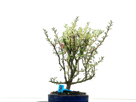 Cotoneaster Microphylla 2482