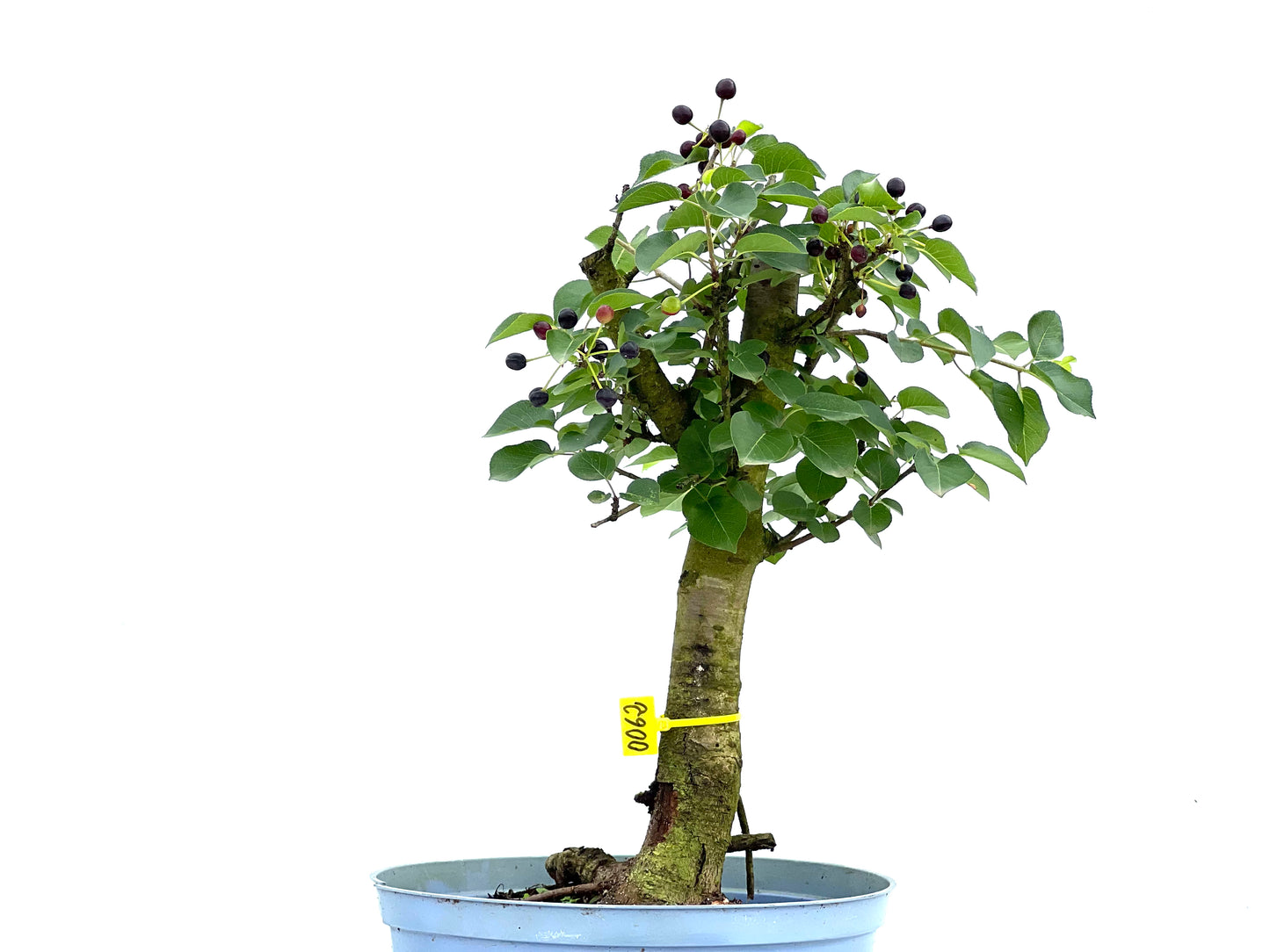 Prunus Mahaleb 0062