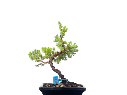 Juniperus Procumbens Nana 2479